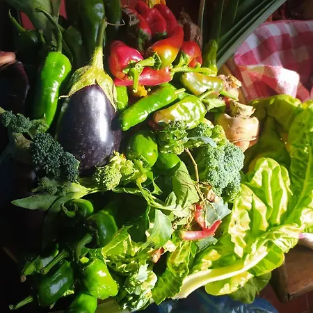 Ecoartejeda Casita Original *